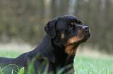 ROTTWEILER 476